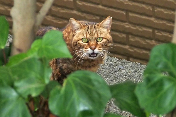 クラタン　応える