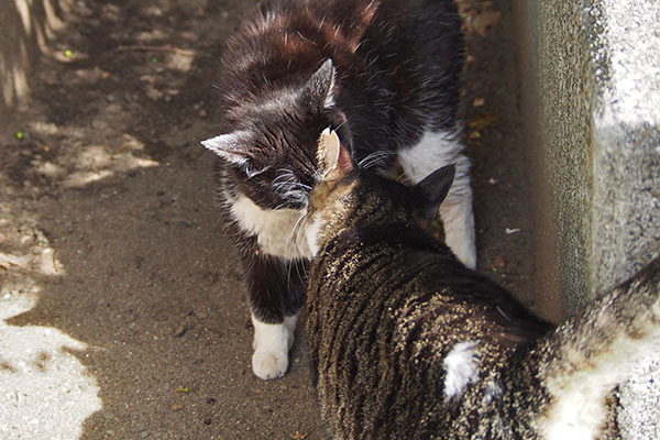 ポチとリンクス　挨拶中