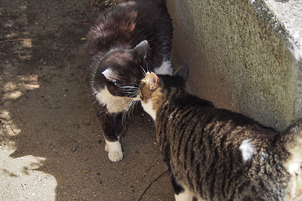 ポチとリンクス　挨拶中２