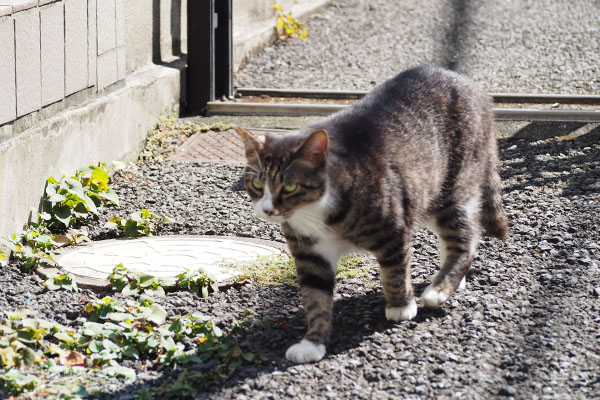 横通りまーすアシメ