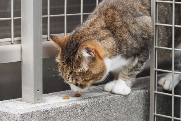 食べちゃってねサーヤ