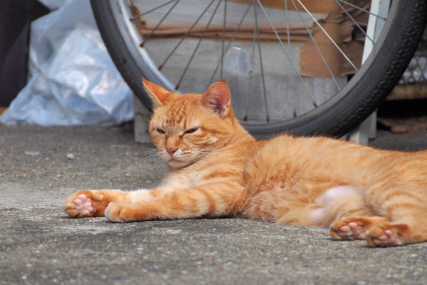 ソラちゃん　目で牽制