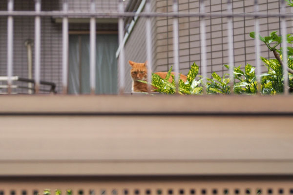 ギザ　香箱組んで