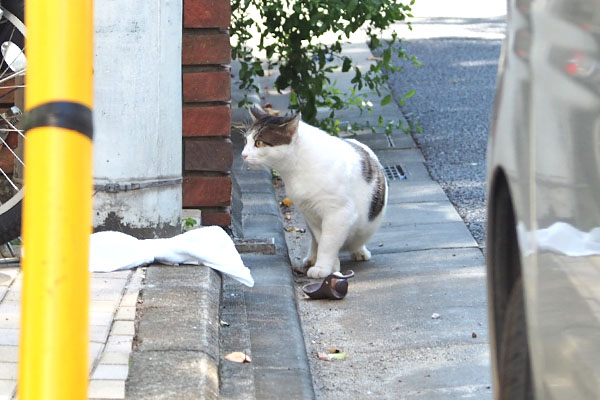 ルーフ　お世話宅の方を見る