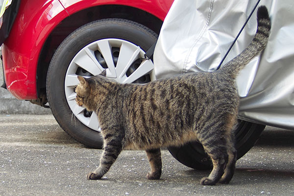 目が合ったから　シマヲ