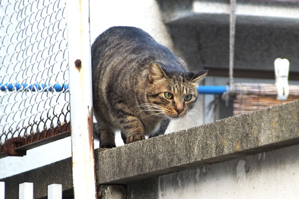 そして去る　シマヲ