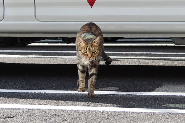 らい太　車の前２