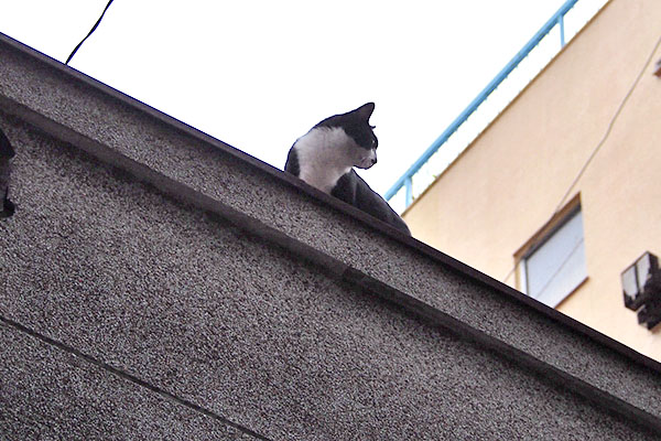 こまち　屋根上