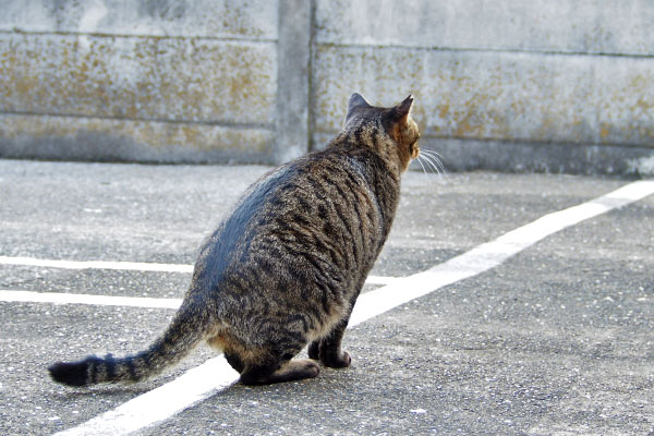 シマヲ　ミクを見る