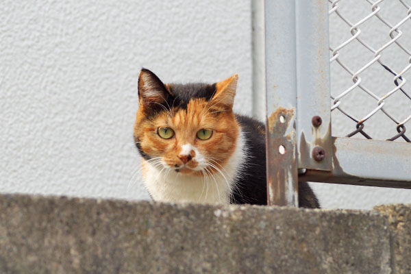 ミク　まっすぐ見てる