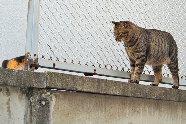 シマヲ　塀の上へ