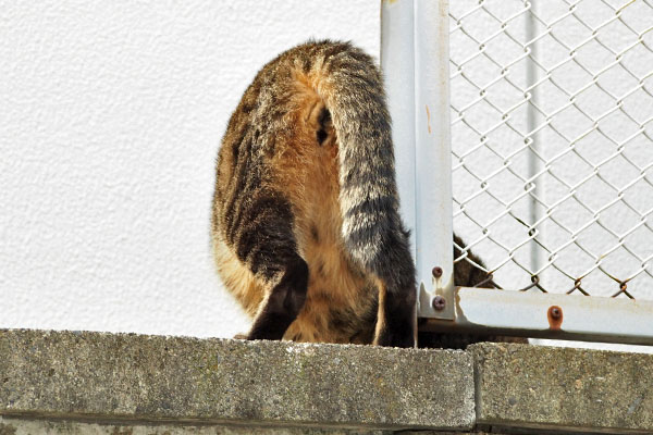 シマヲ　僕端っこ行きますから