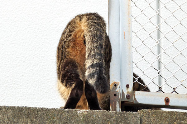 シマヲなかなか動けず