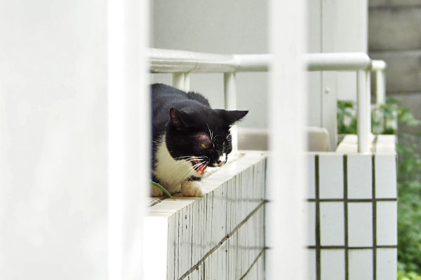 ピグがルーフにシャー