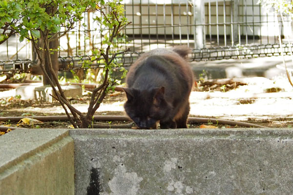 モフネ　食べてくれた