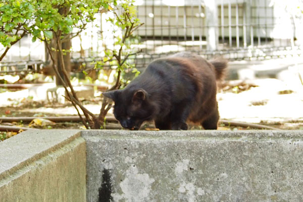 モフネ　食べる２