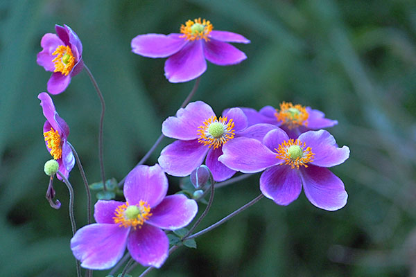 flower purple shuumeigiku