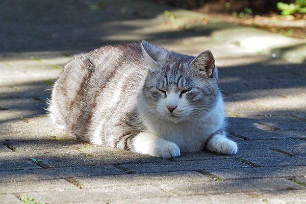 クロム　目を閉じてもかわいい