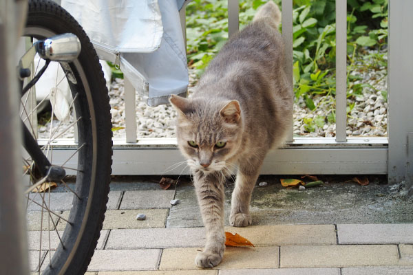 グリ　抜けた