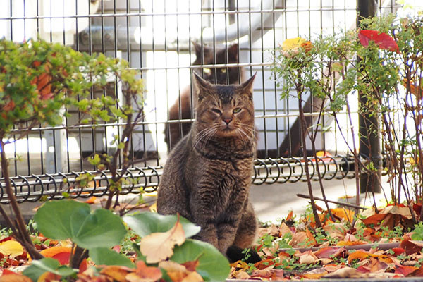 背後霊モフネとお座りアビ