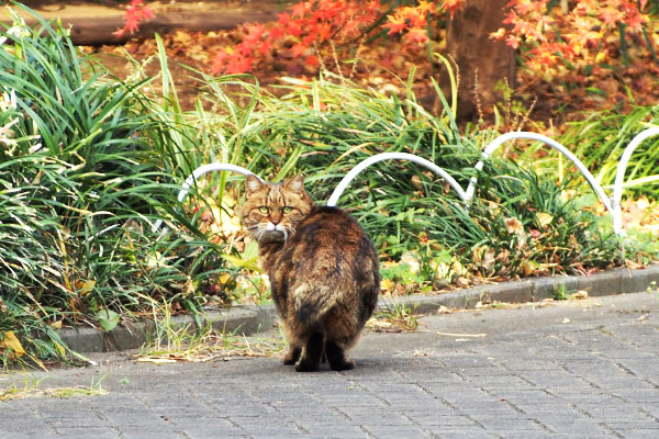 クラタン　紅葉　振り返る