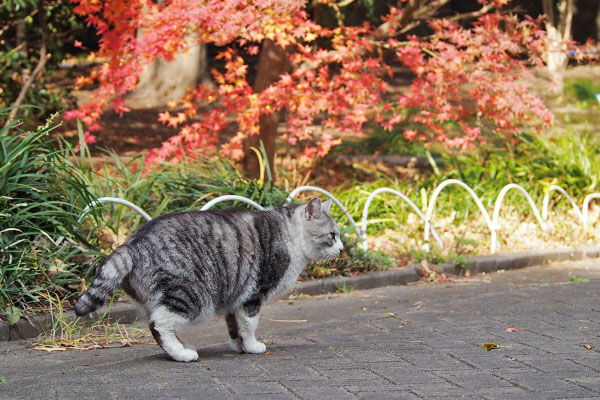 クロム　もみじ前