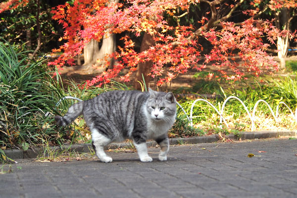 クロム　お腹減ったにゃ