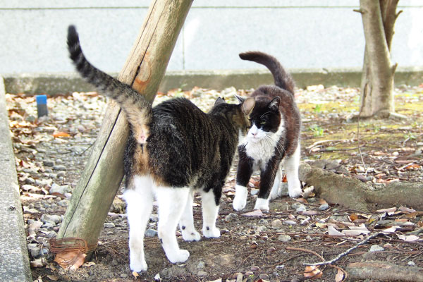 ポチとリンクス　少しバック