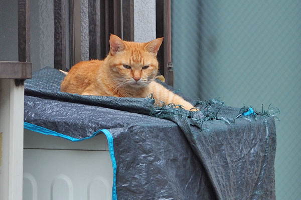 そらちゃん　ちょいシブ顔