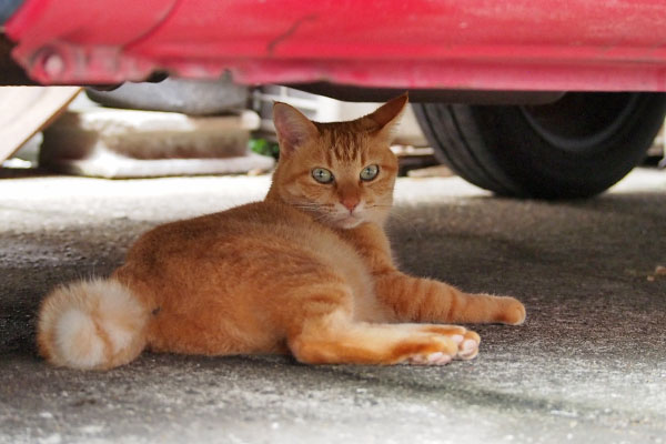 そらちゃん　車の下で