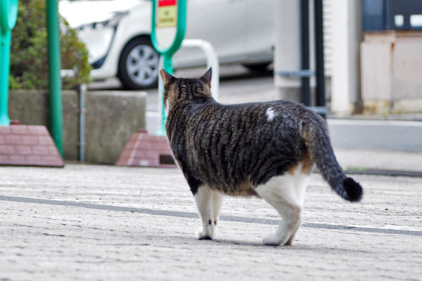 リンクス　帰ろうとして