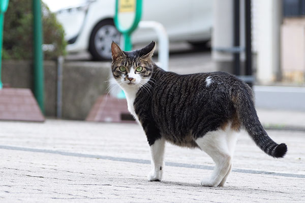 リンクス　帰るけど