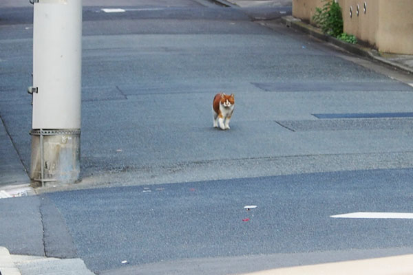 ムートン　坂を下りてくる