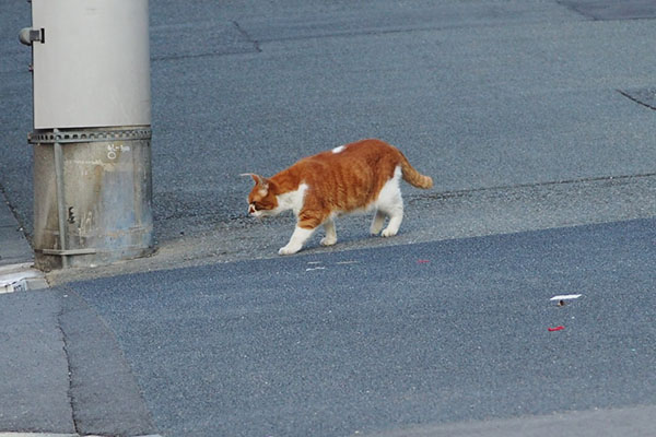 ムートン　そこに何か