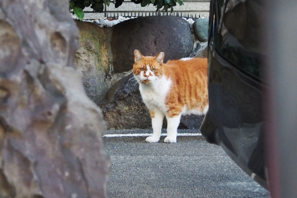 ムートン　あら