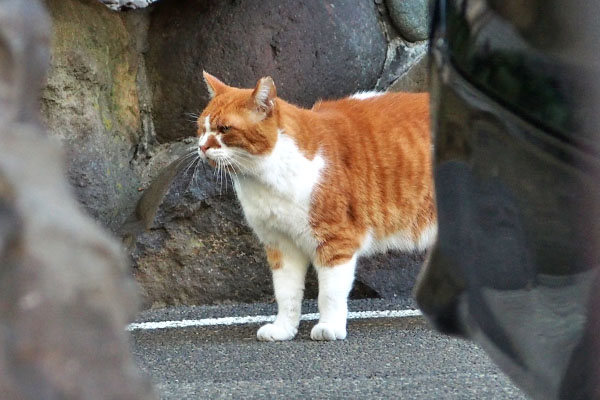 ムートン　考え中