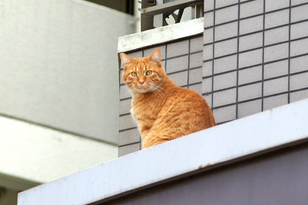 ギザ　こちらに気づく