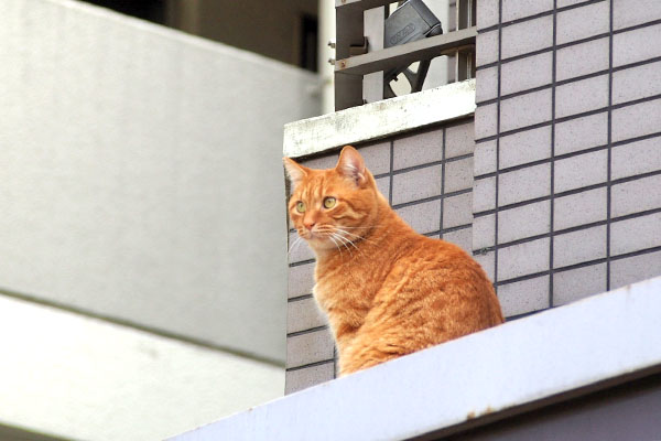 ギザ　向かいのマンションを見てる