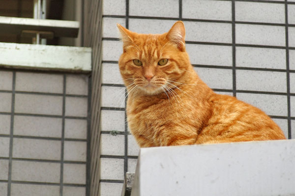 ギザ　不機嫌顔になる