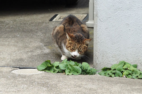 サーヤ　オヤツ投入