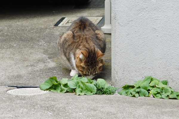 サーヤ　食べる