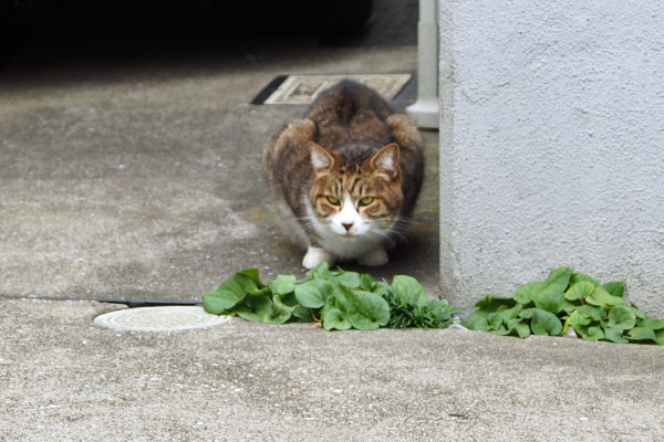 サーヤ　何か気になった