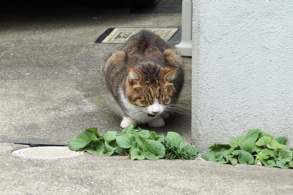 サーヤ　食べるの再開