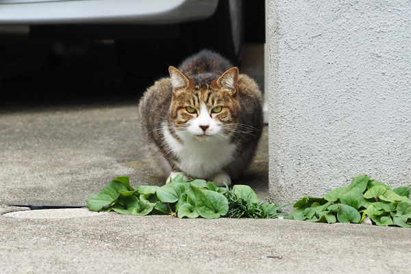 サーヤ　まっすぐ見る