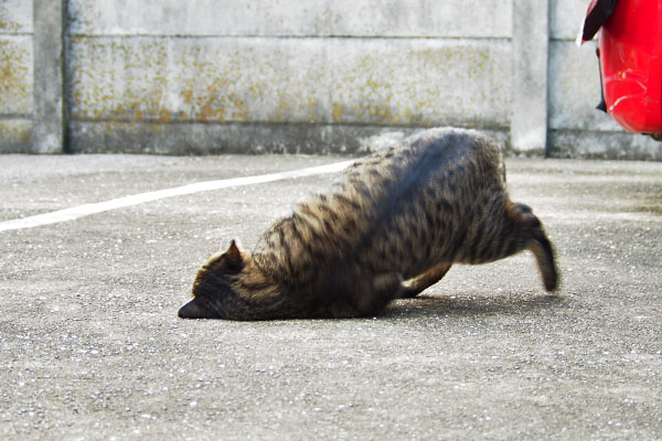 シマヲ　倒れ込んで