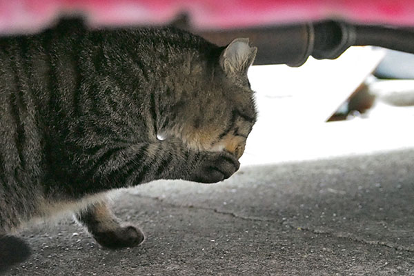 シマヲ　車の下でこしこし