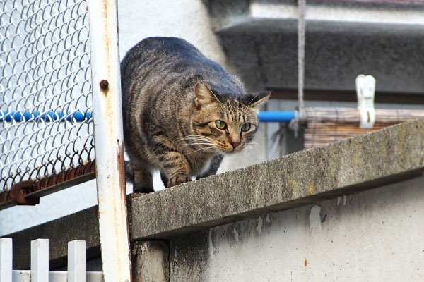 シマヲ　塀の上へ