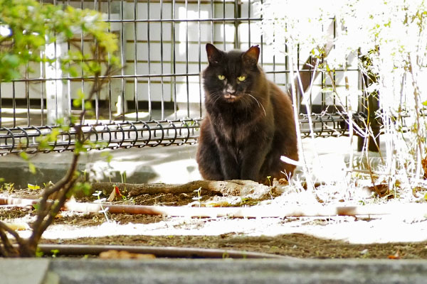 なんかくれ　モフネ