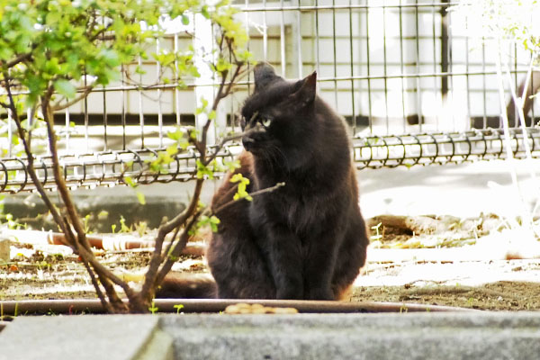 モフネ　はよ居なくなれ