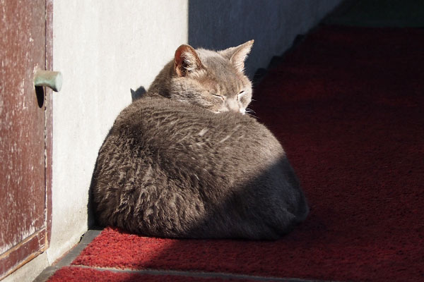 シピの背中　